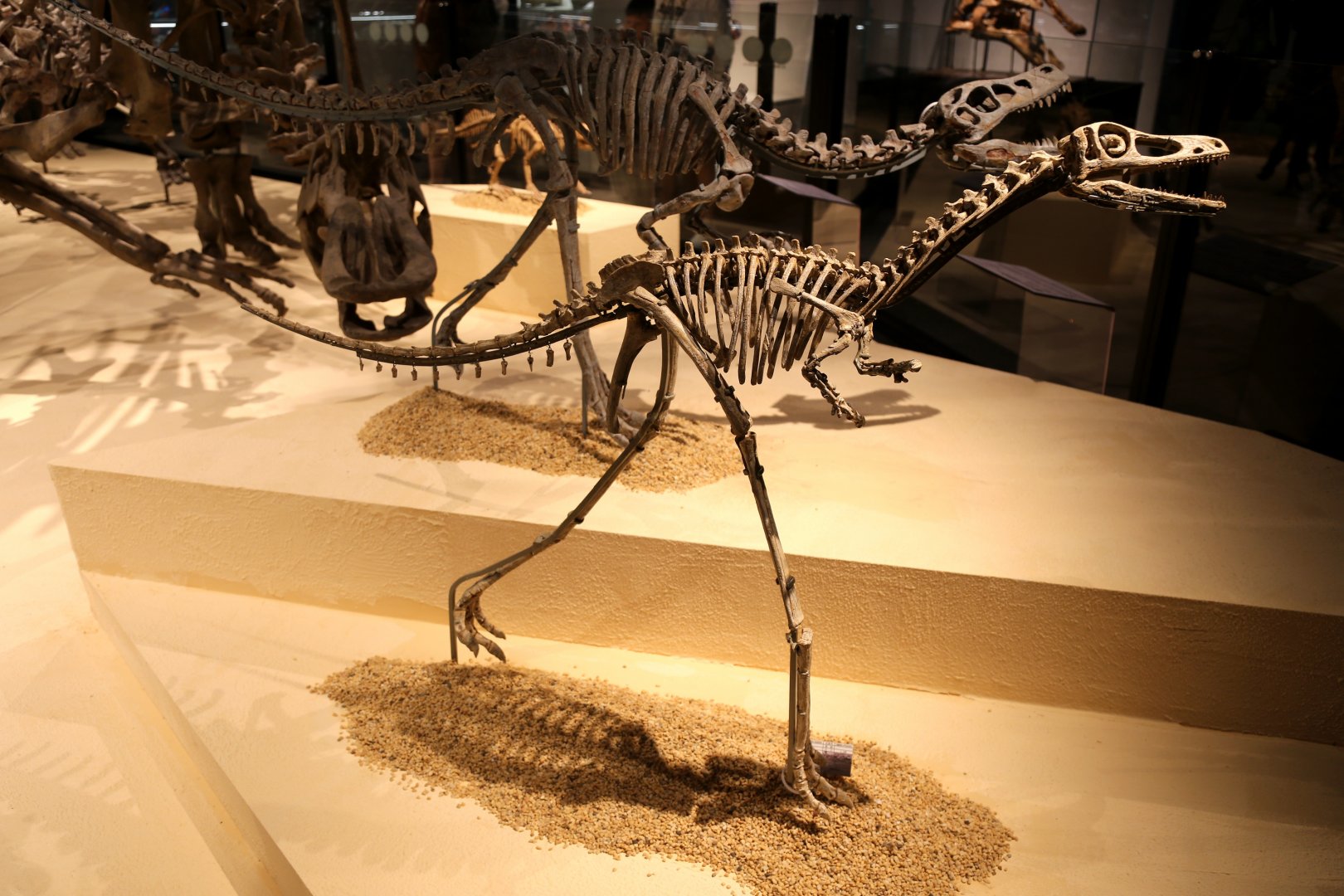 Linhenykus monodactylus