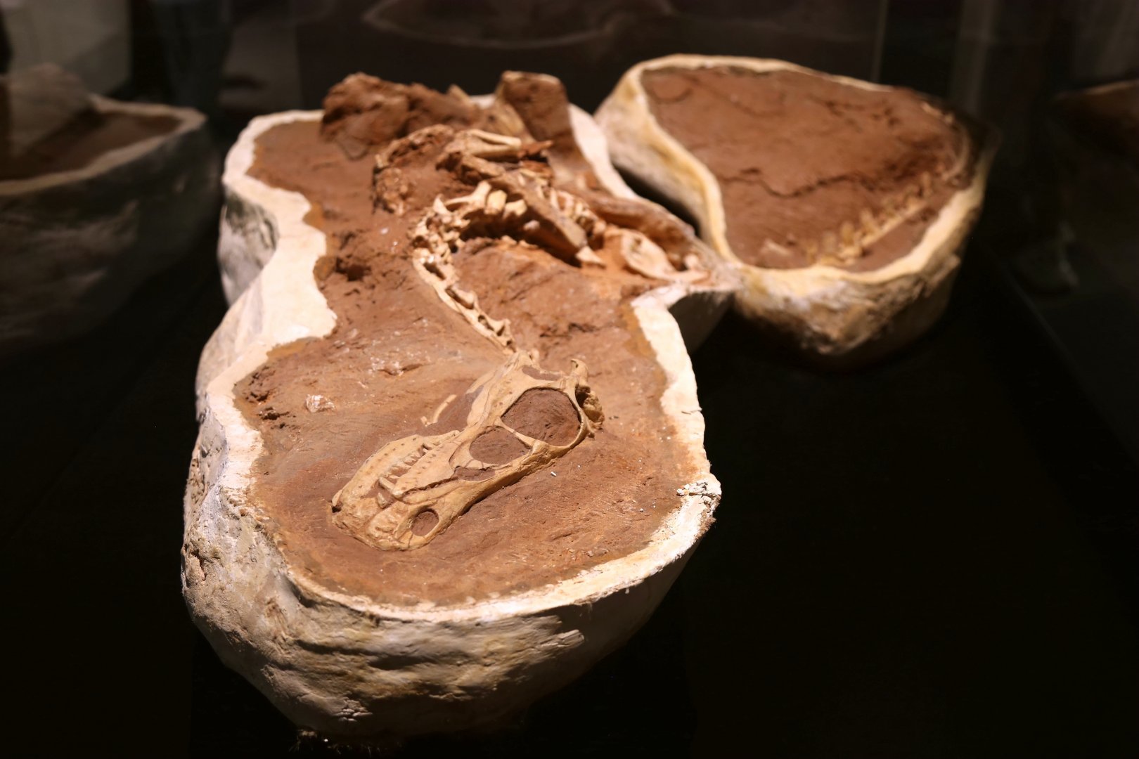 Linheraptor exquisitus, Holotype (IVPP V16923)