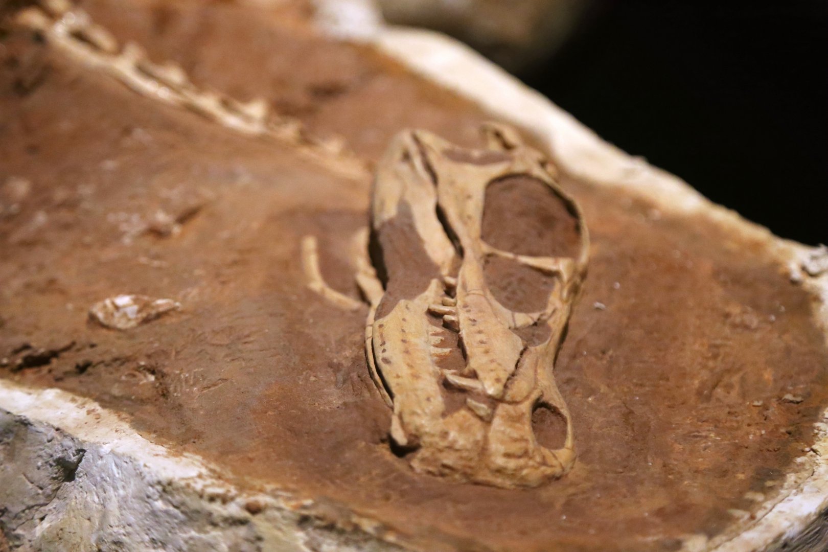 Linheraptor exquisitus Skull, Holotype (IVPP V16923)