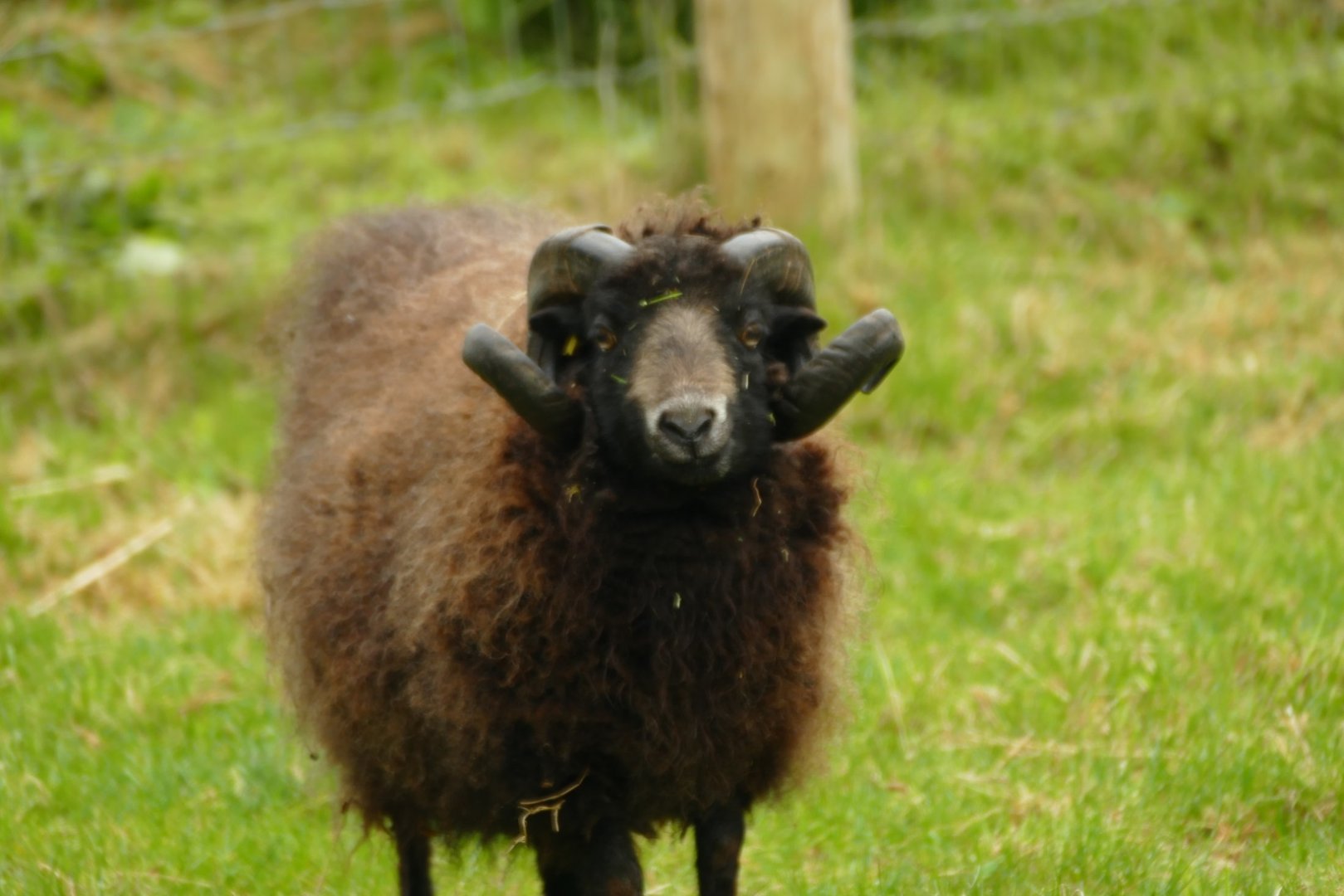 Link, Ouessant ram, May 2021