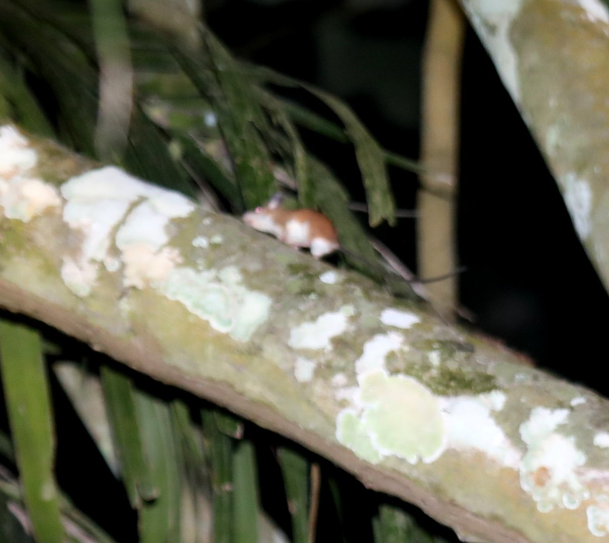 link rat or Congo forest mouse (Deomys ferrugineus)