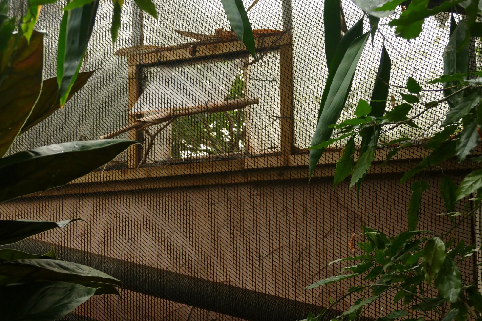 Linking window, Tropical Trails, May 2021