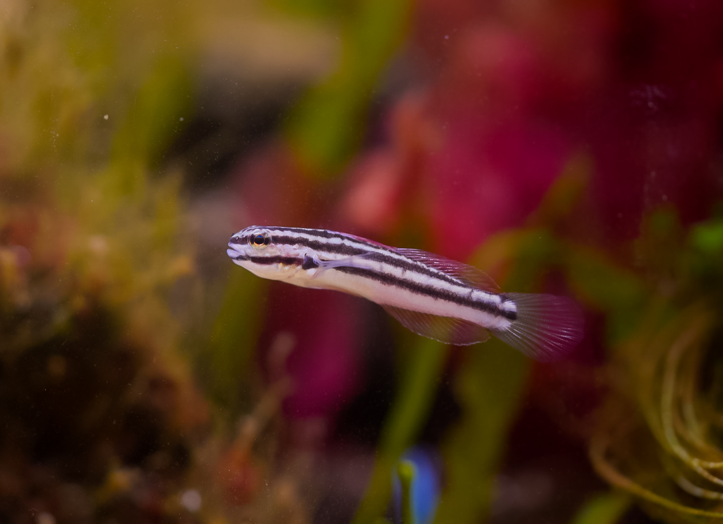 Link's Sleeper Goby