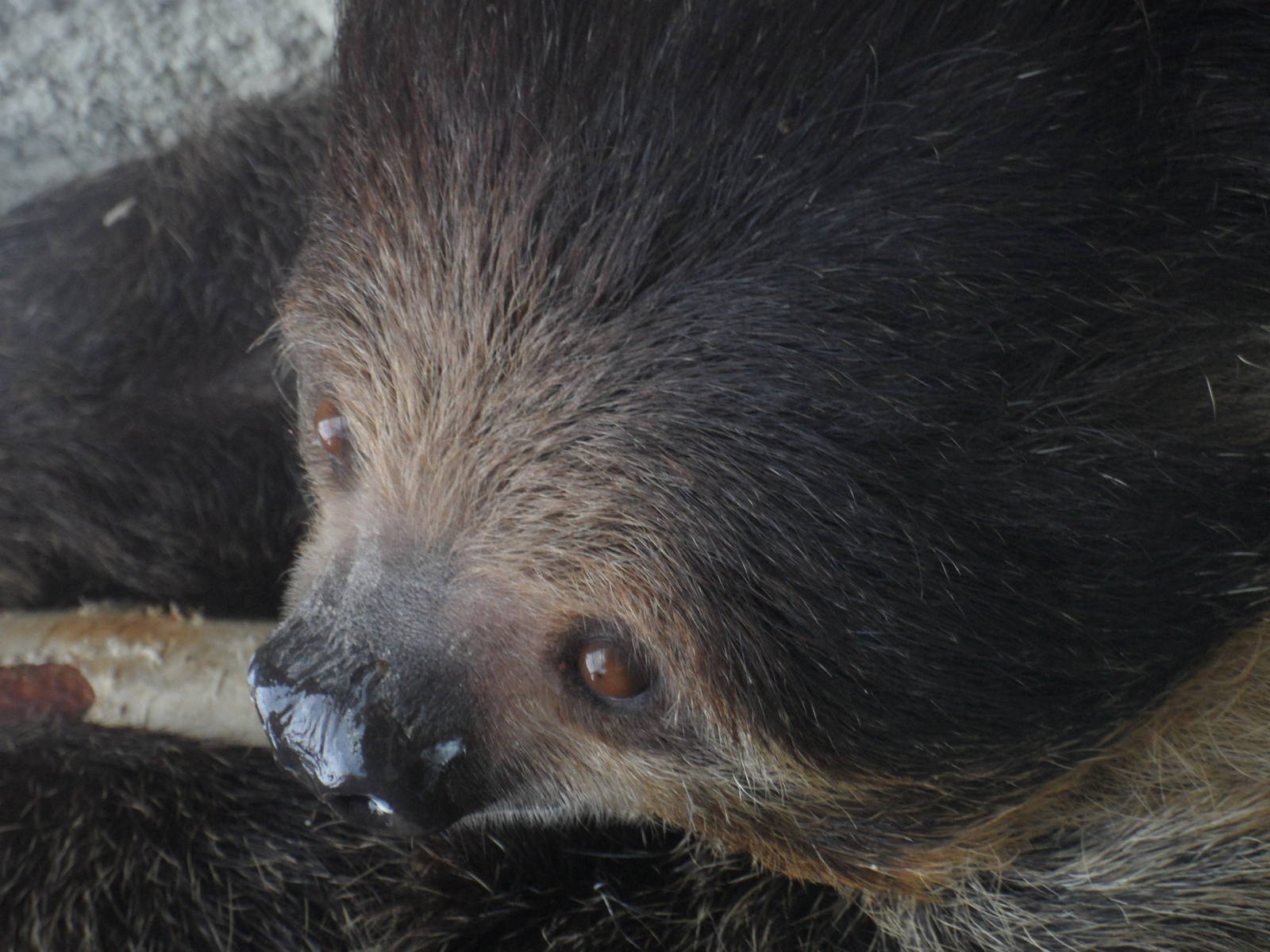 Linnaeus"s two-toed sloth