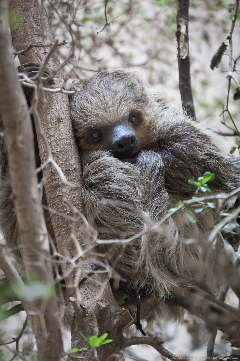 Linnaeus Two-Toed Sloth - 03/10/2012