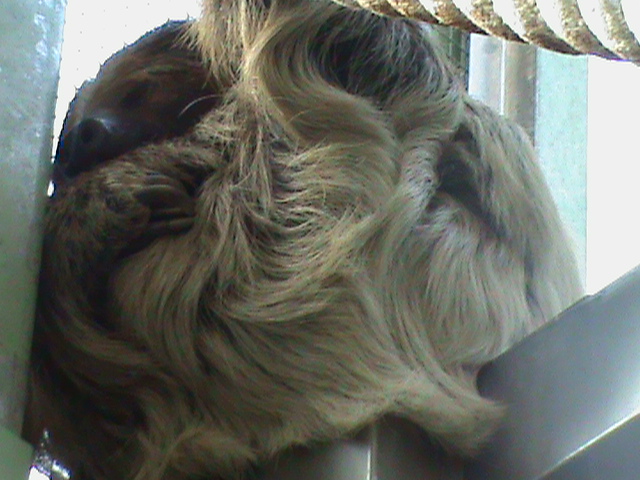 linnaeus' two-toed sloth 030910