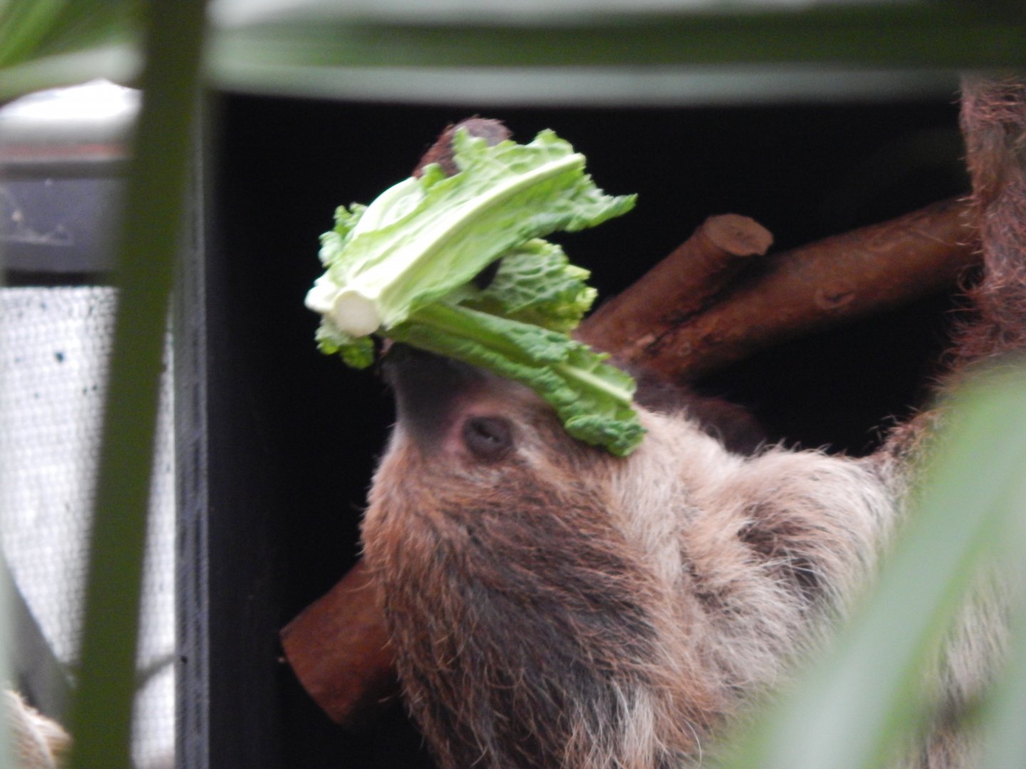 Linnaeus' two-toed sloth 050224