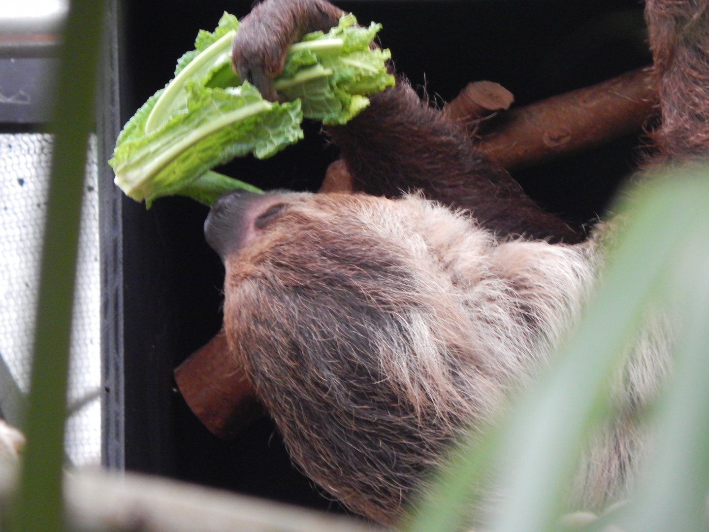 Linnaeus' two-toed sloth 050224