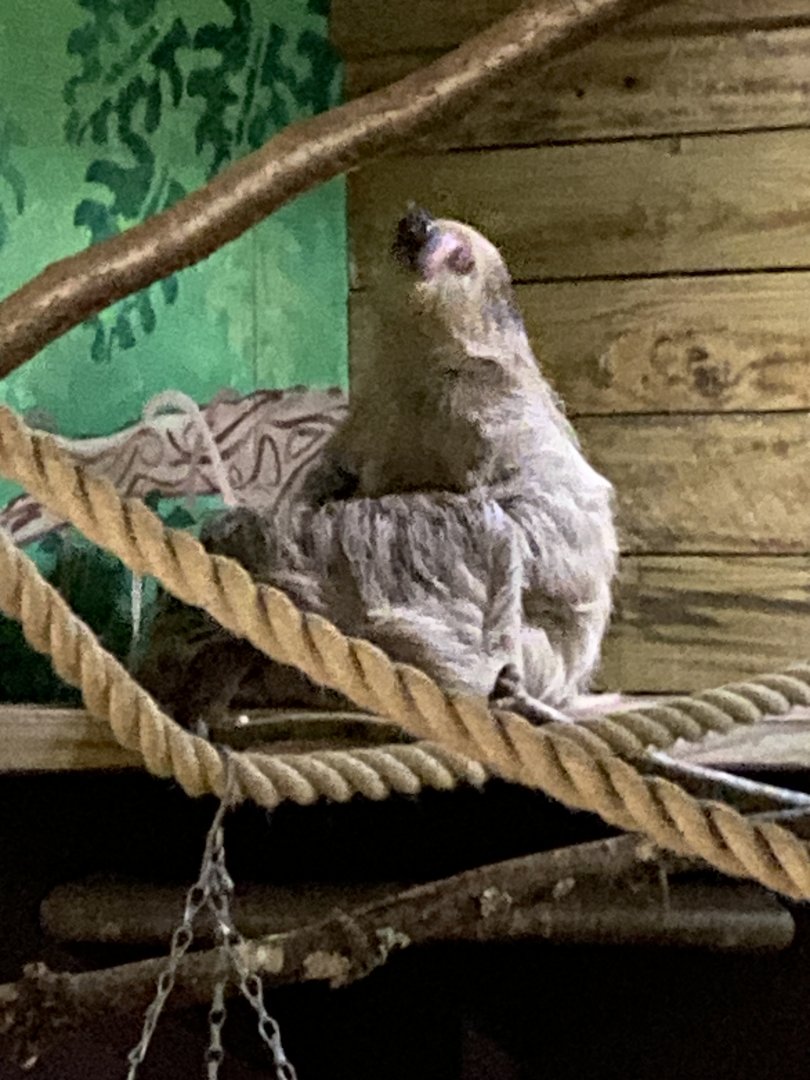 Linnaeus’ two-toed sloth 091224