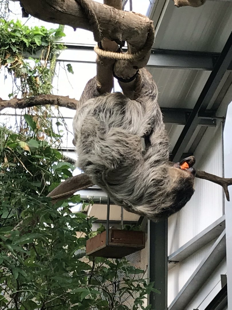 Linnaeus’ two-toed sloth 100818