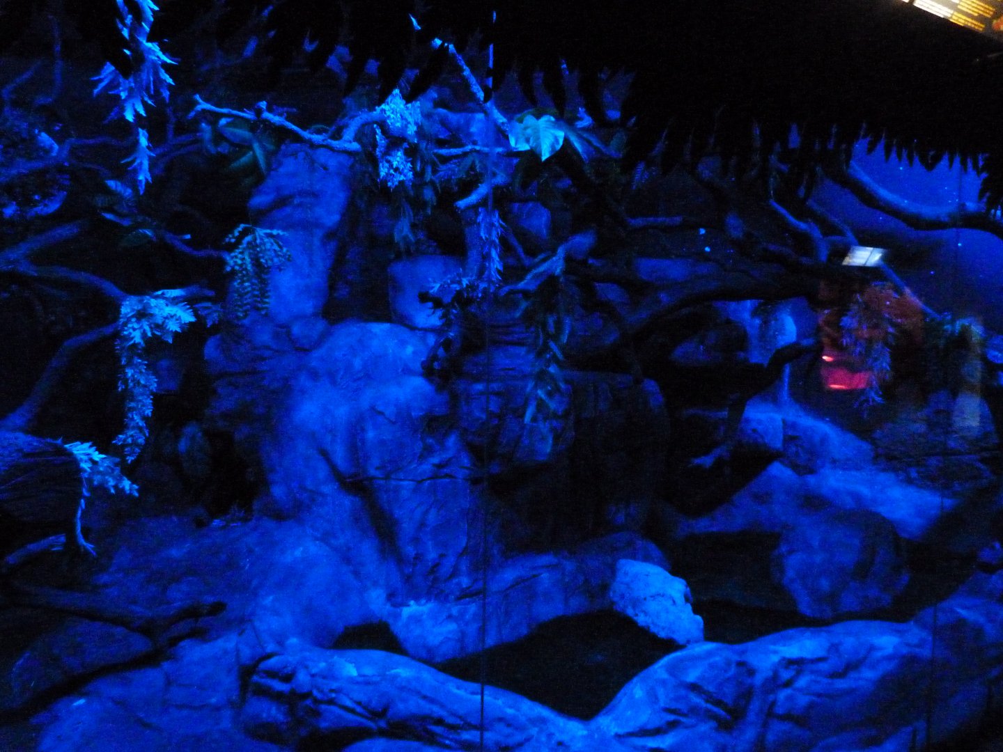 Linnaeus’ two-toed sloth and Humboldt’s night monkey exhibit -Faunia (2025)