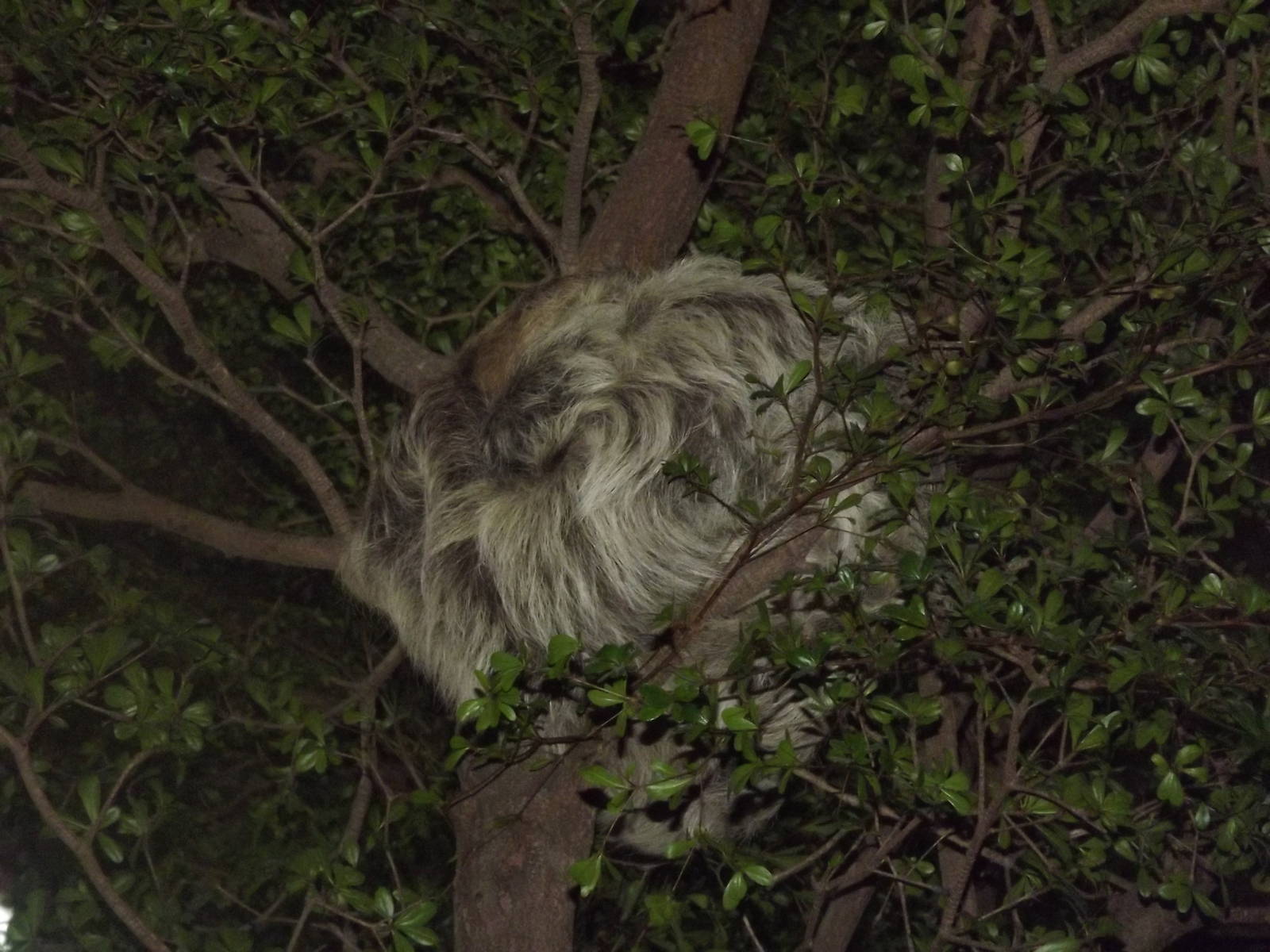 Linnaeus two toed Sloth at Chester Zoo 31/03/12