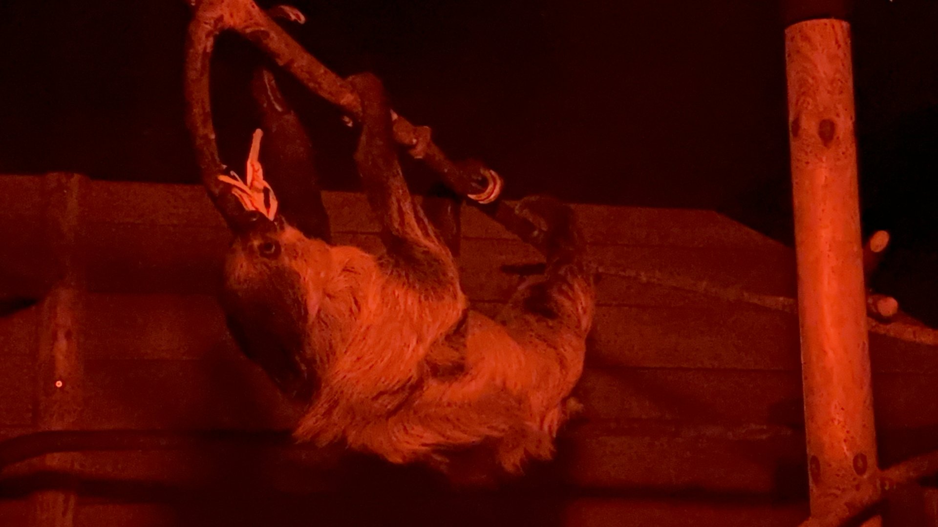 Linnaeus' Two-toed Sloth at Hamerton Zoo Park (October 2023)