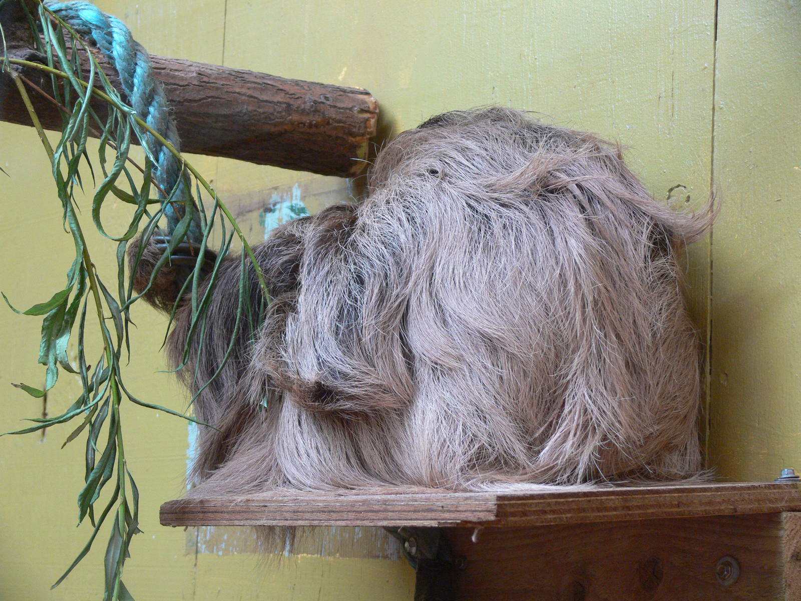Linnaeus Two-toed Sloth at South Lakes, 04/07/14