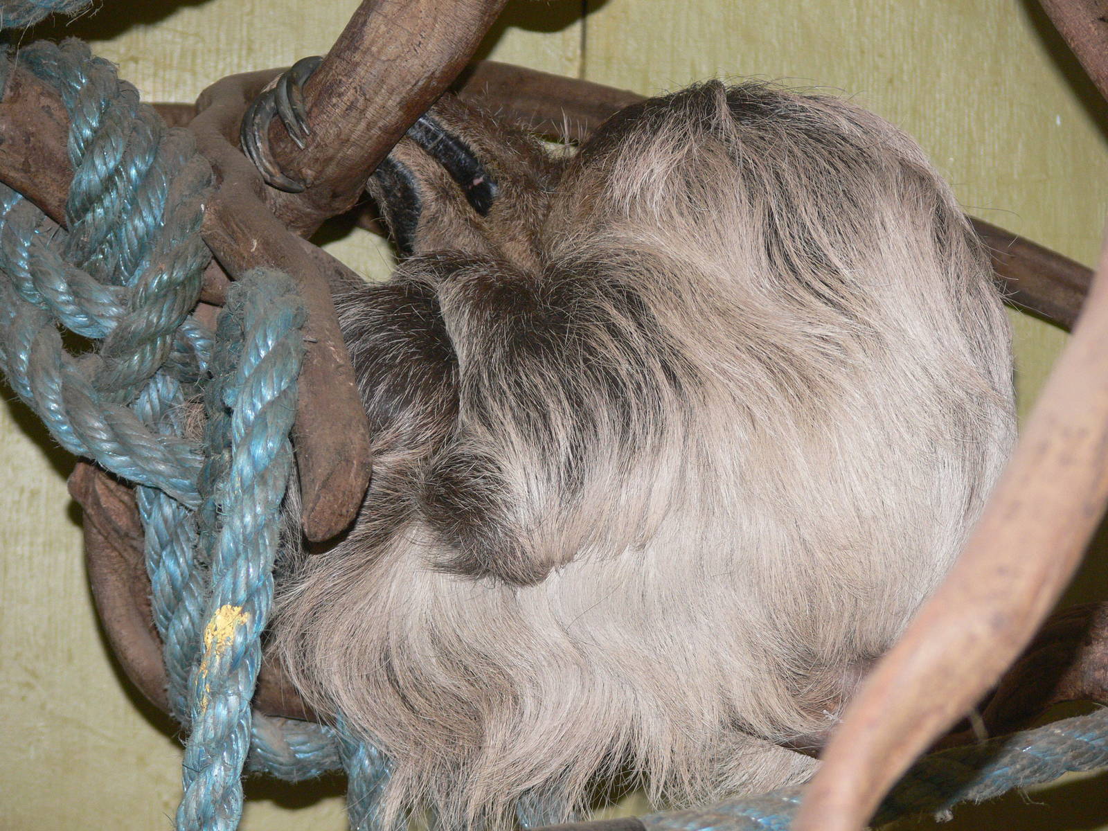 Linnaeus Two-Toed Sloth at South Lakes WAP 24/11/12