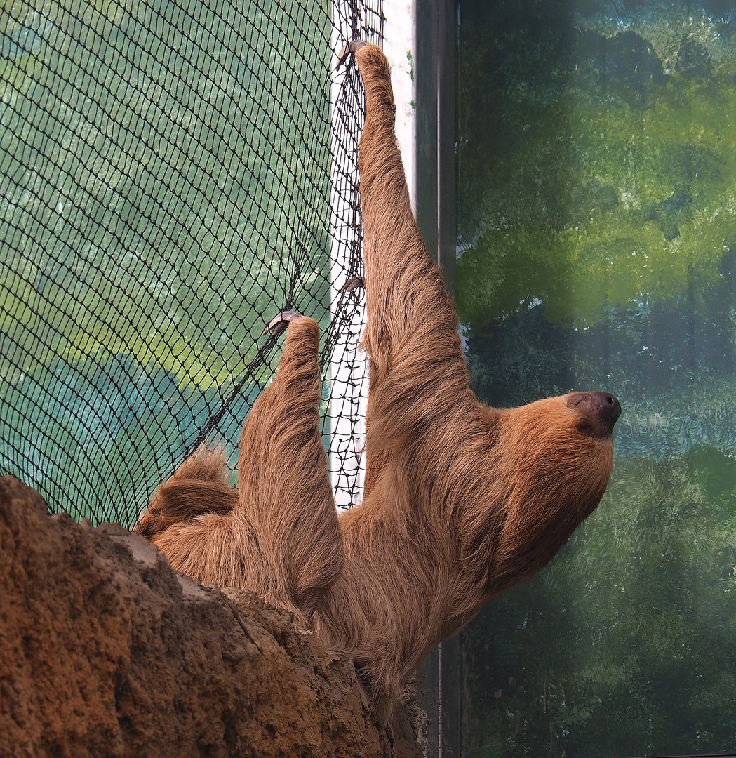 Linnaeus' two-toed sloth (Choloepus didactylus), 2022-10-09