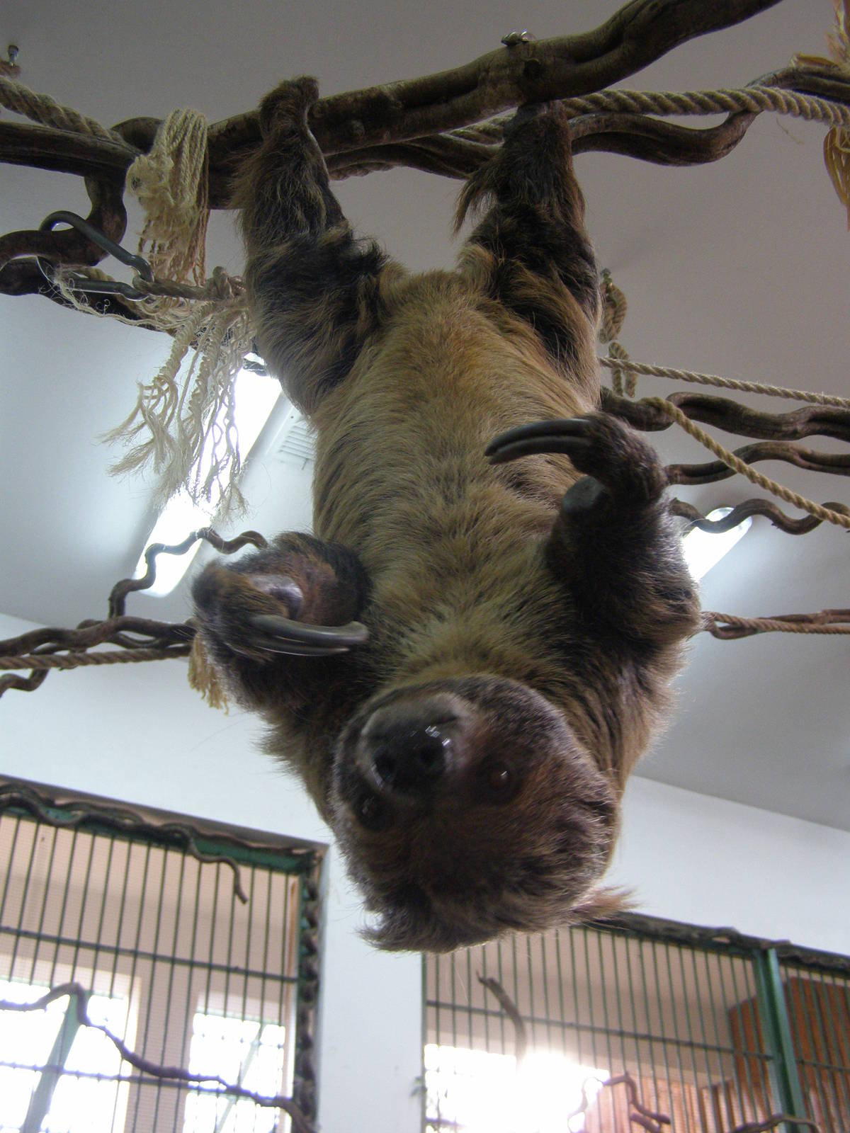 Linnaeus two-toed sloth (Choloepus didactylus)