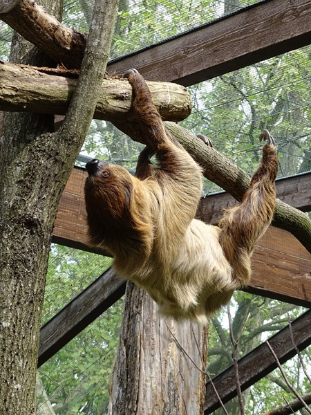 Linnaeus' two-toed sloth (Choloepus didactylus)