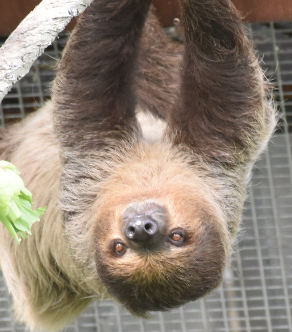 Linnaeus' Two-toed Sloth (Choloepus didactylus)