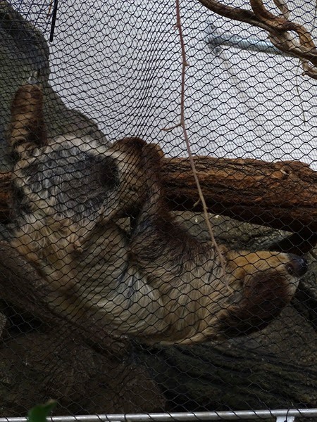 Linnaeus' two-toed sloth (Choloepus didactylus)