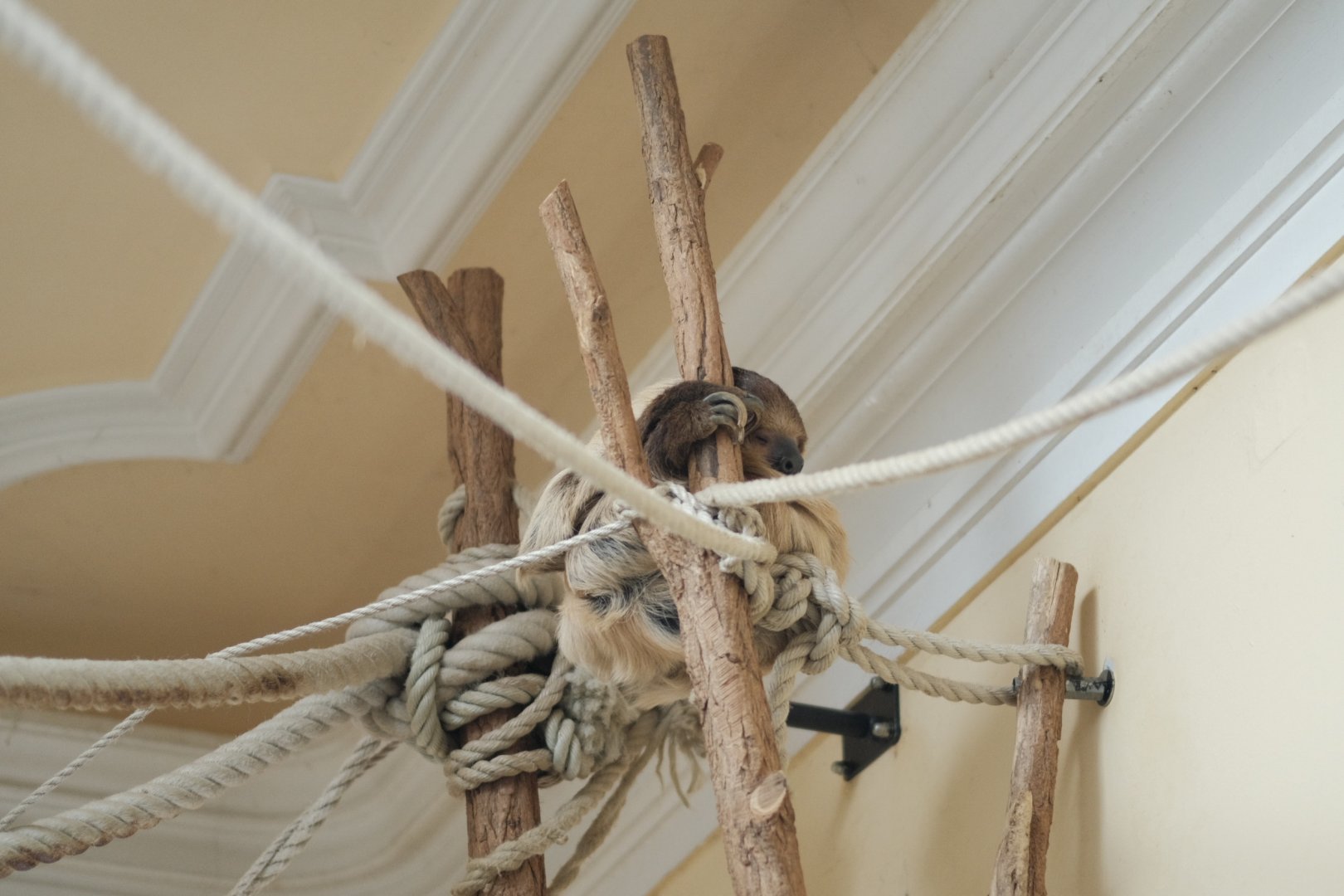 Linnaeus' Two-toed Sloth (Choloepus didactylus)