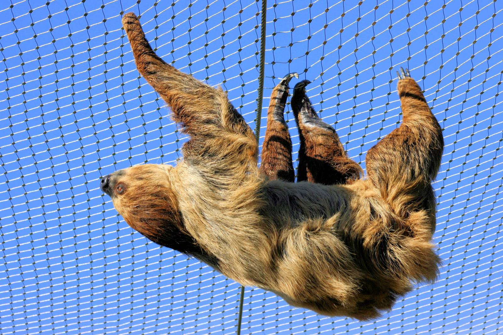 Linnaeus' two-toed sloth;Colchester;25th May 2013