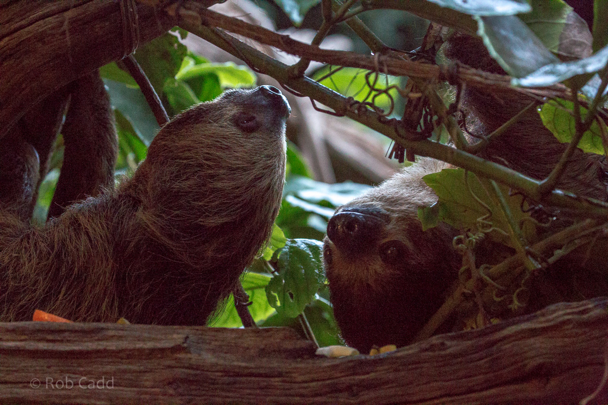 Linnaeus two-toed sloth : Cotswold WP : 08 Nov 2015