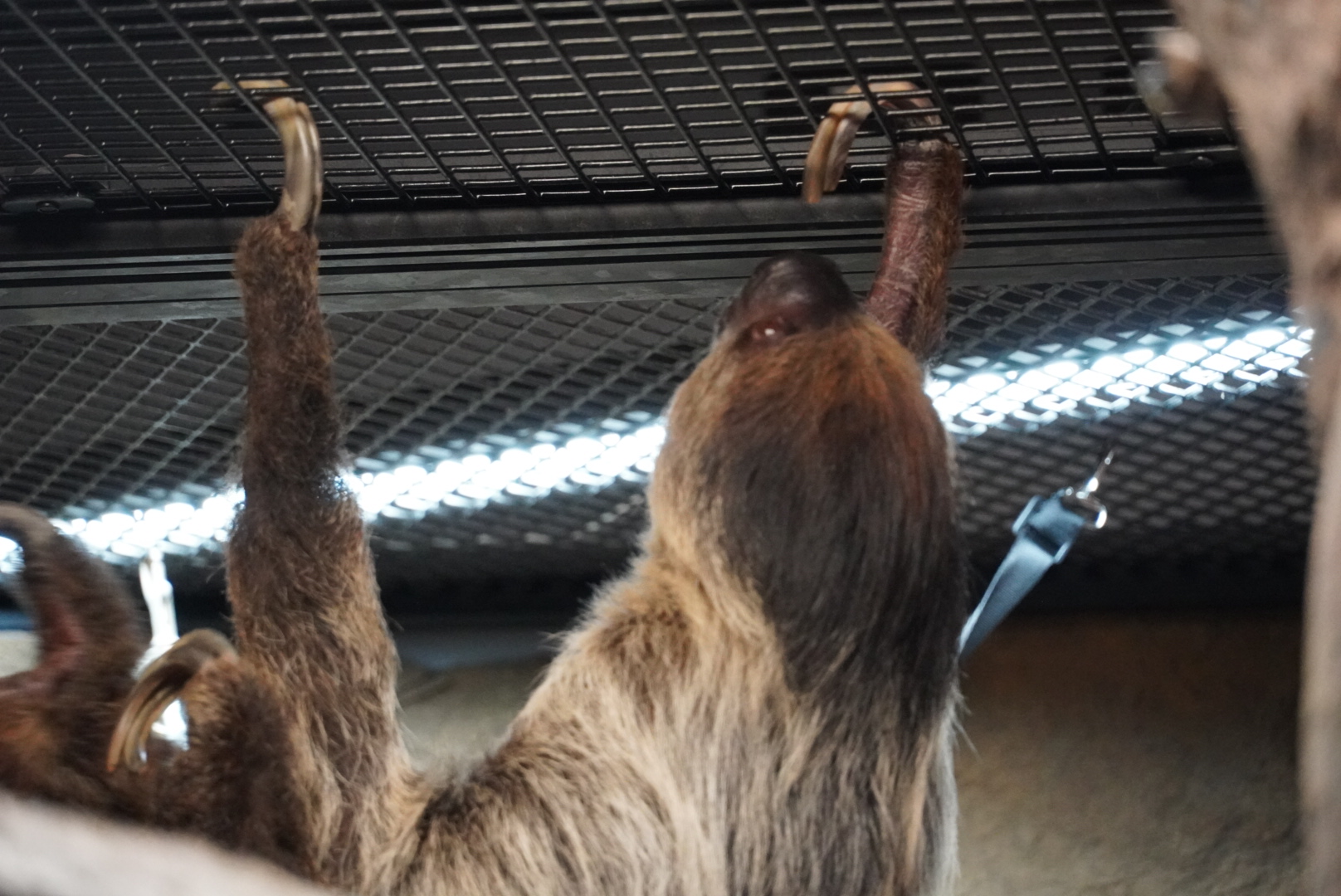 Linnaeus Two Toed Sloth, “Drogo”