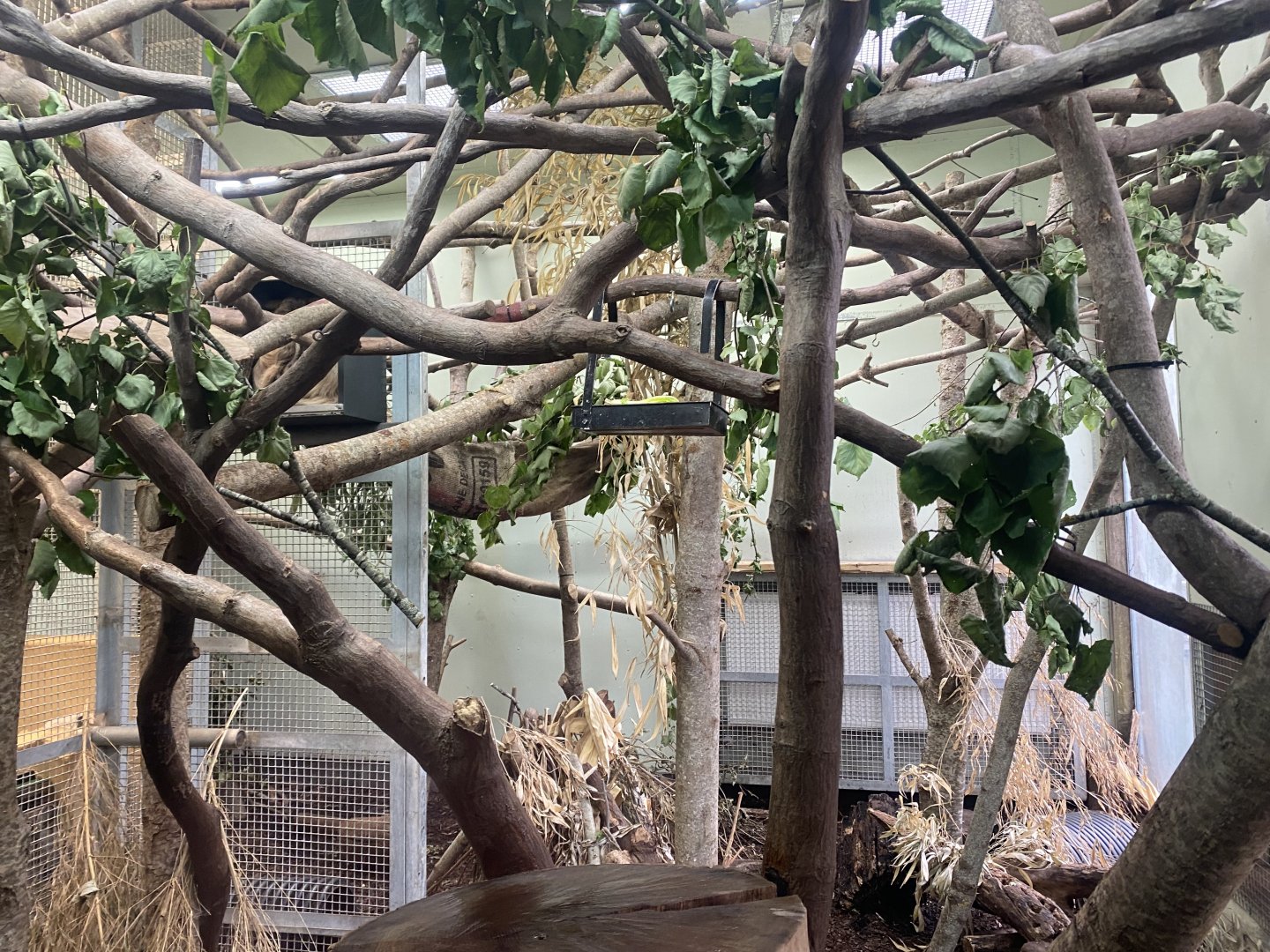 Linnaeus' two-toed sloth enclosure 190622