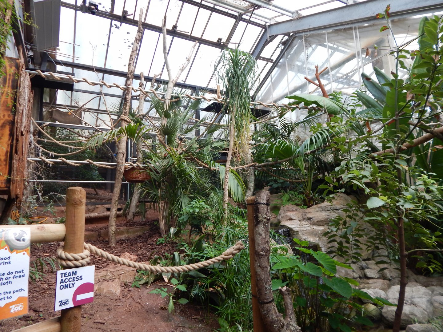 Linnaeus two-toed sloth enclosure 290923