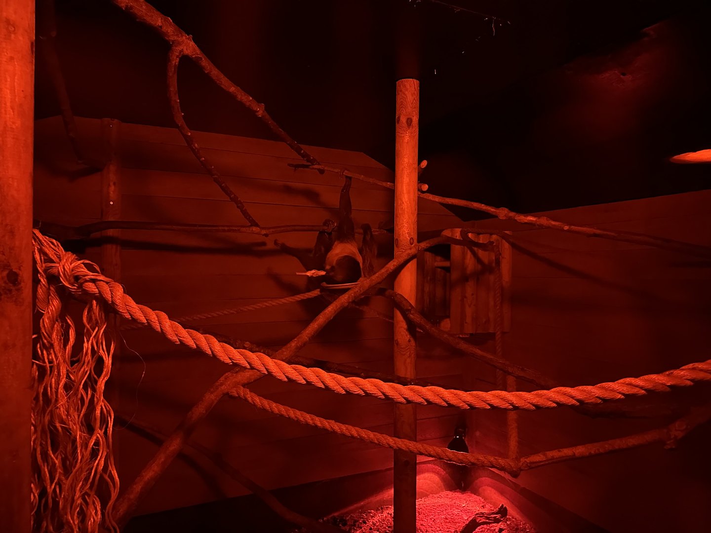 Linnaeus' Two-toed Sloth Enclosure at Hamerton Zoo Park (October 2023)