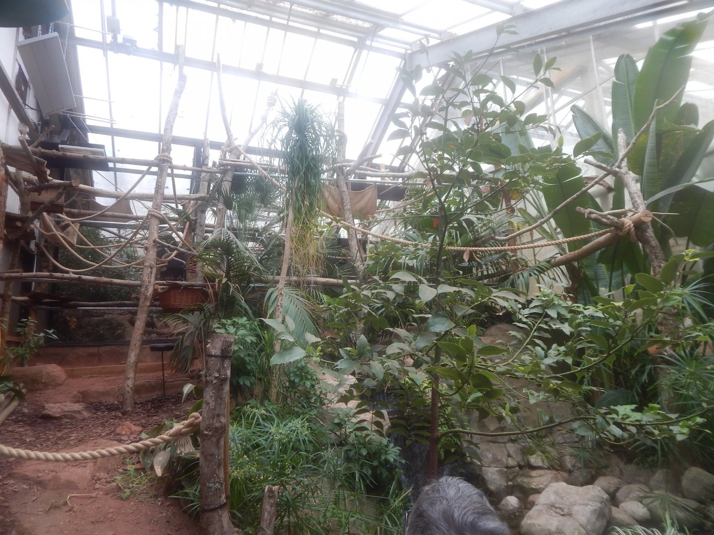 Linnaeus' two-toed sloth exhibit 050224