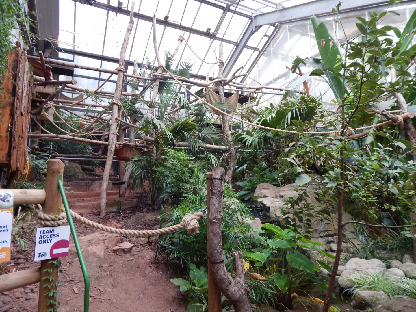 Linnaeus' two-toed sloth exhibit 130624