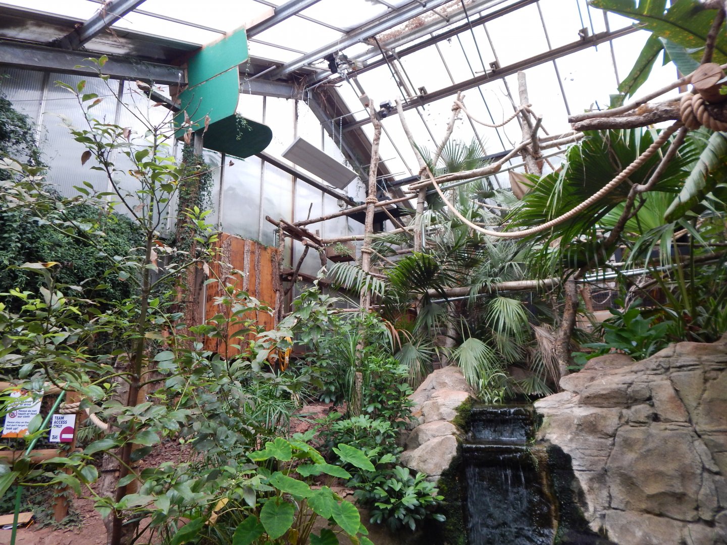 Linnaeus' two-toed sloth exhibit 130624