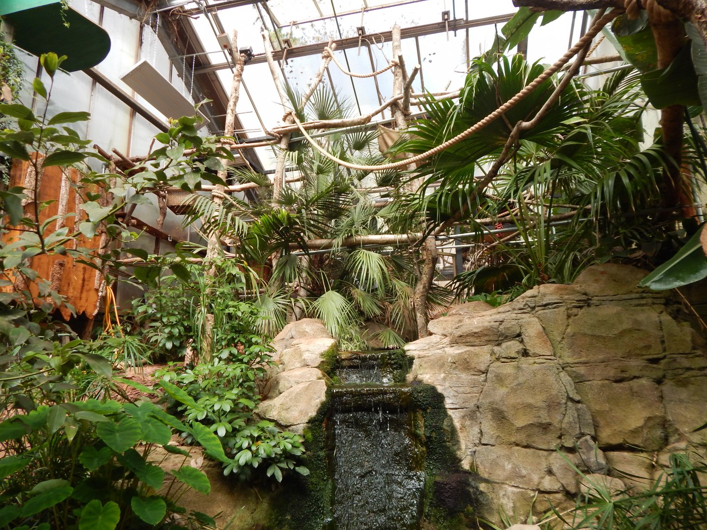 Linnaeus' two-toed sloth exhibit 150524