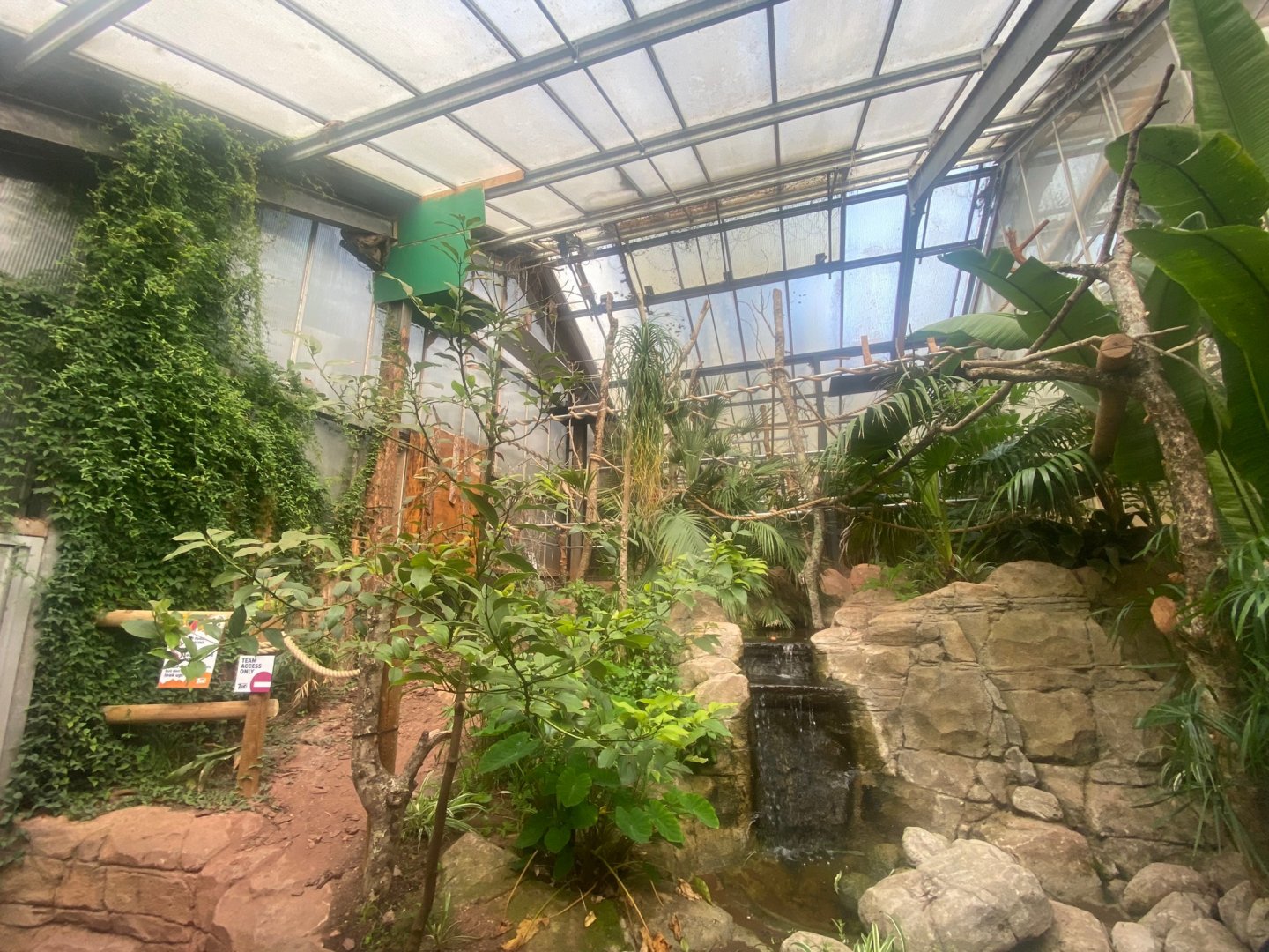 Linnaeus two-toed sloth exhibit 290923