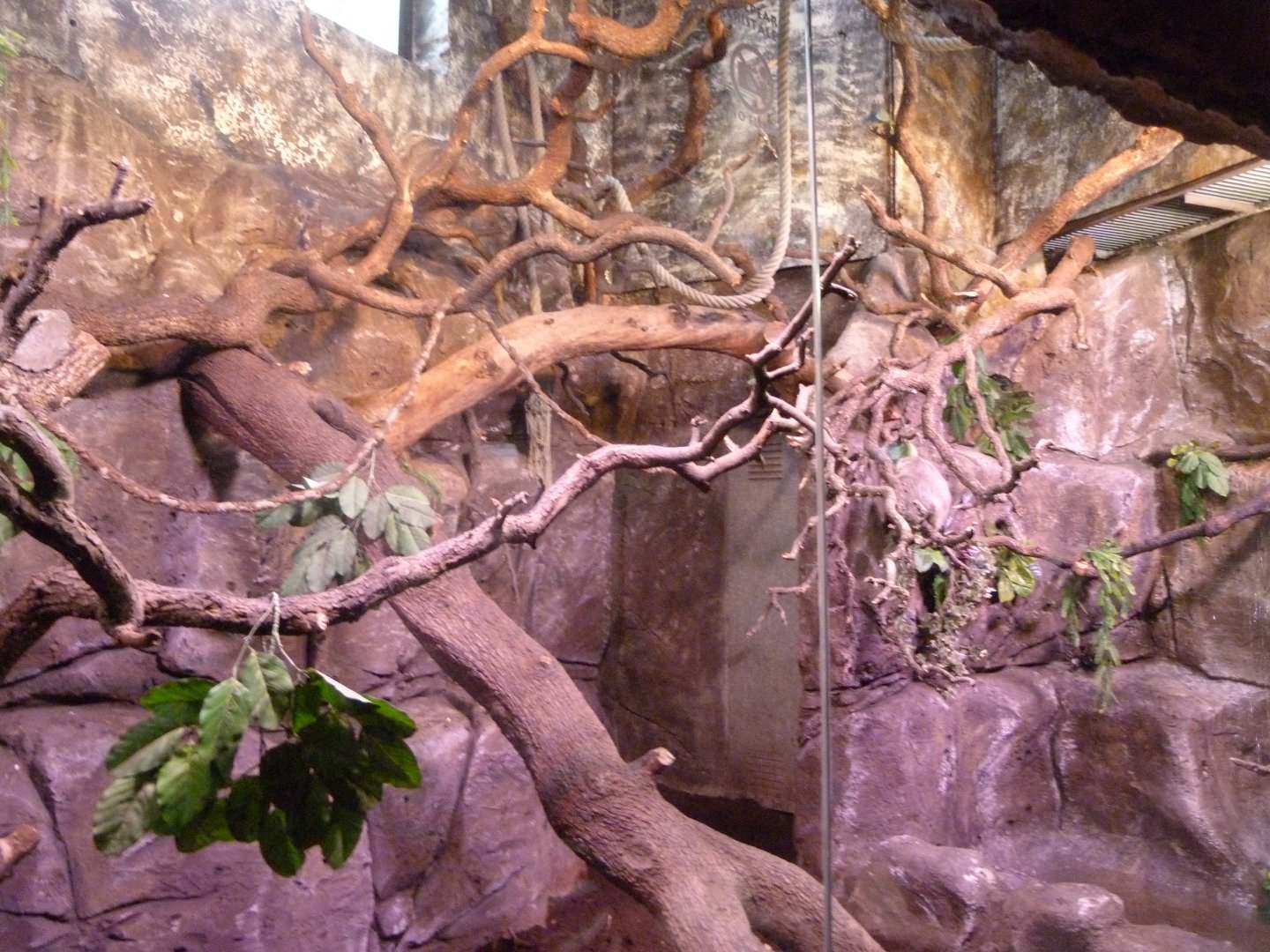 Linnaeus' two-toed sloth exhibit -Faunia (2025)