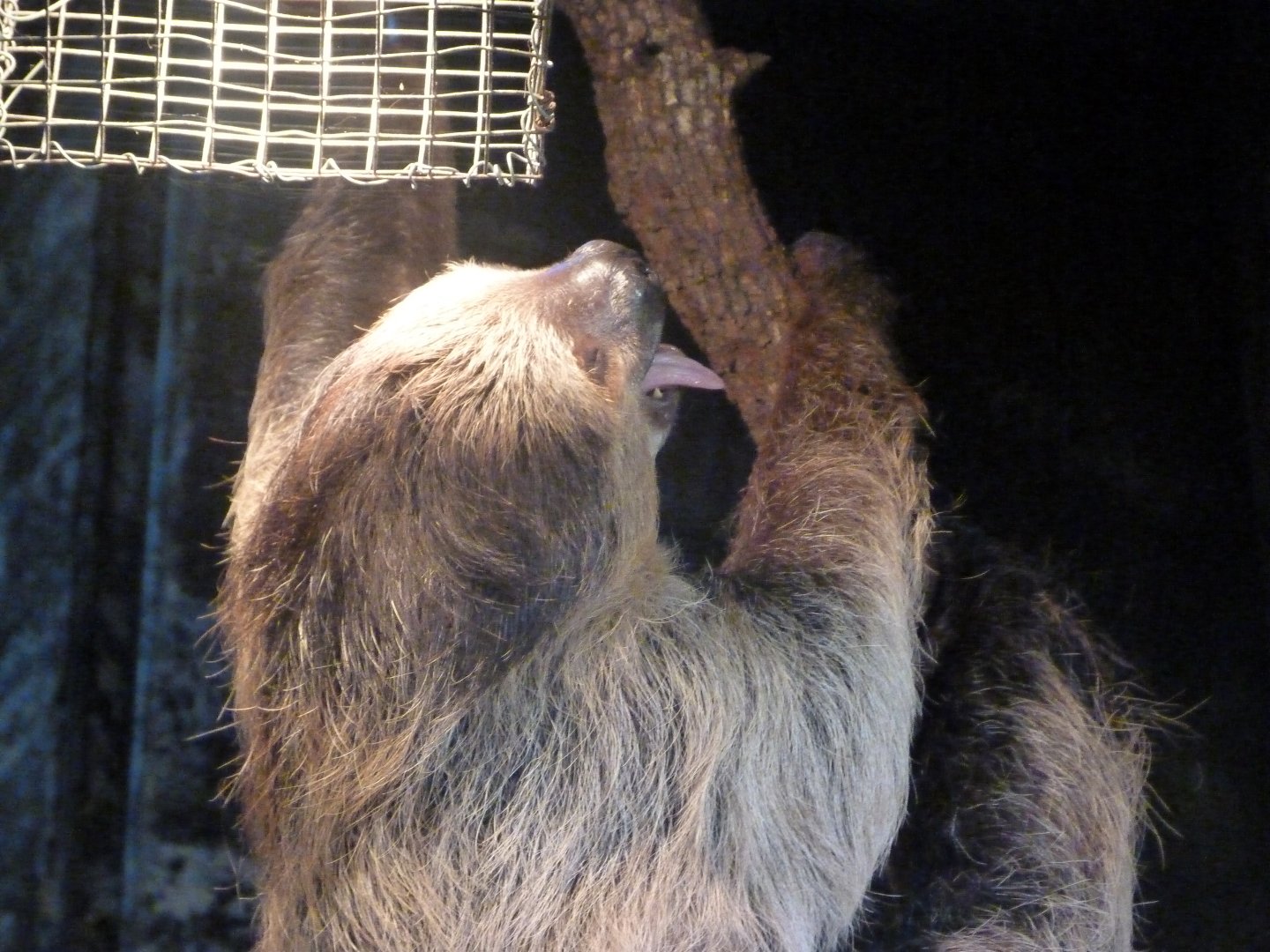 Linnaeus' two-toed sloth -Faunia (2025)
