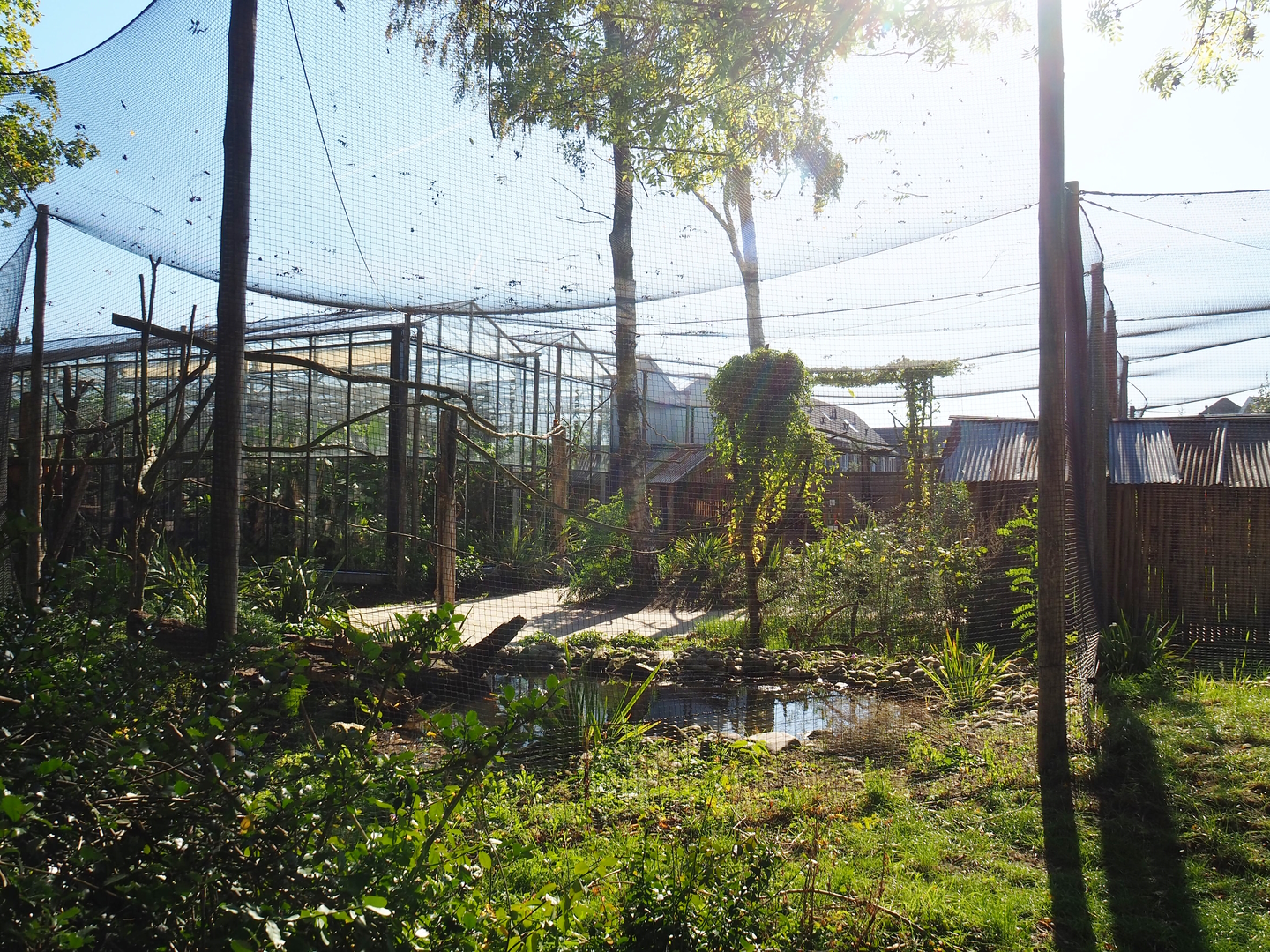 Linnaeus' two-toed sloth, Golden lion tamarin and White-faced saki walk-through exhibit, 2022-10-09