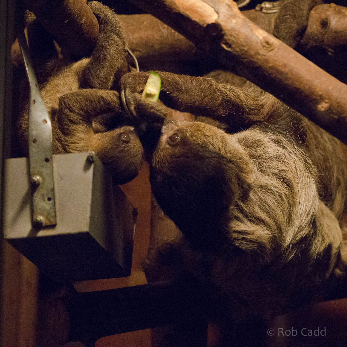 Linnaeus two-toed sloth : Hamerton : 13 Sep 2015