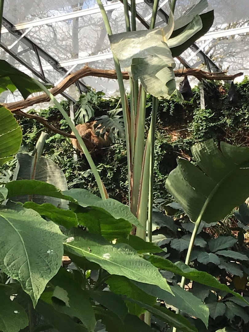 Linnaeus’ two-toed sloth in Tropical House 250318