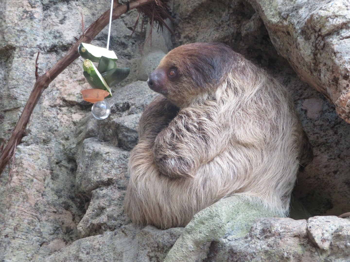 Linnaeus Two Toed Sloth (June 2020)