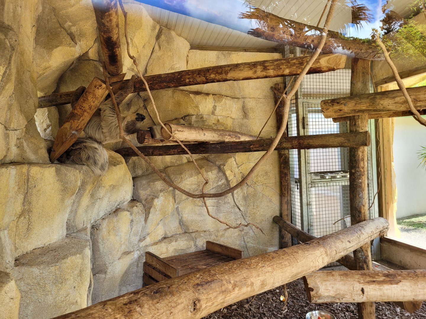 Linnaeus’ two-toed sloth, Lowland paca and White-faced saki indoors exhibit -Zoo du bassin d'Arcachon (2024)