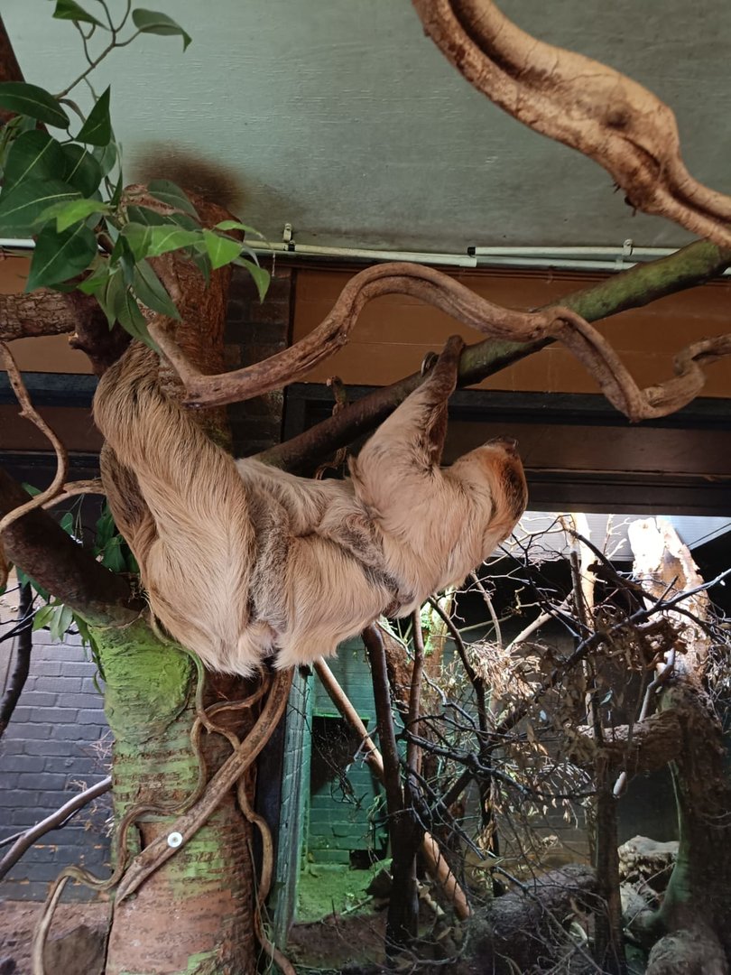 Linnaeus' Two-toed Sloth (mother and baby)