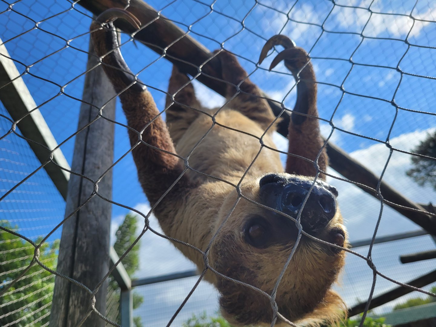 Linnaeus’ two-toed sloth -Zoo du bassin d'Arcachon (2024)