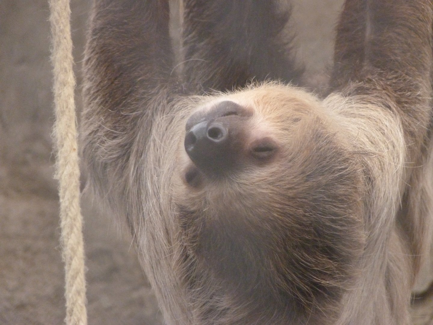 Linnaeus' two-toed sloth -ZooParc de Beauval (2025)