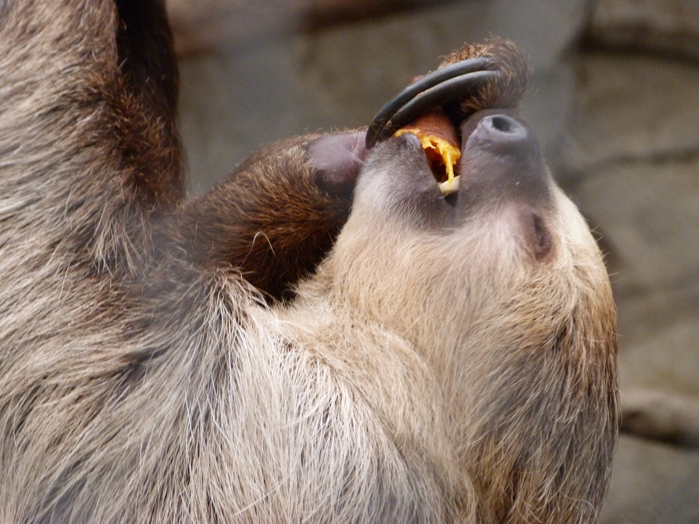 Linnaeus' two-toed sloth -ZooParc de Beauval (2025)