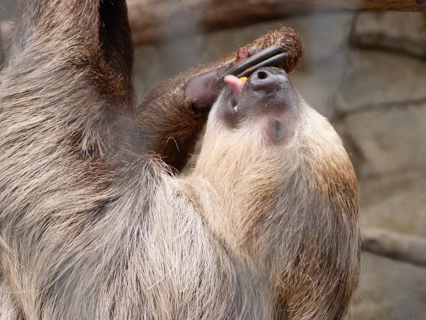 Linnaeus' two-toed sloth -ZooParc de Beauval (2025)