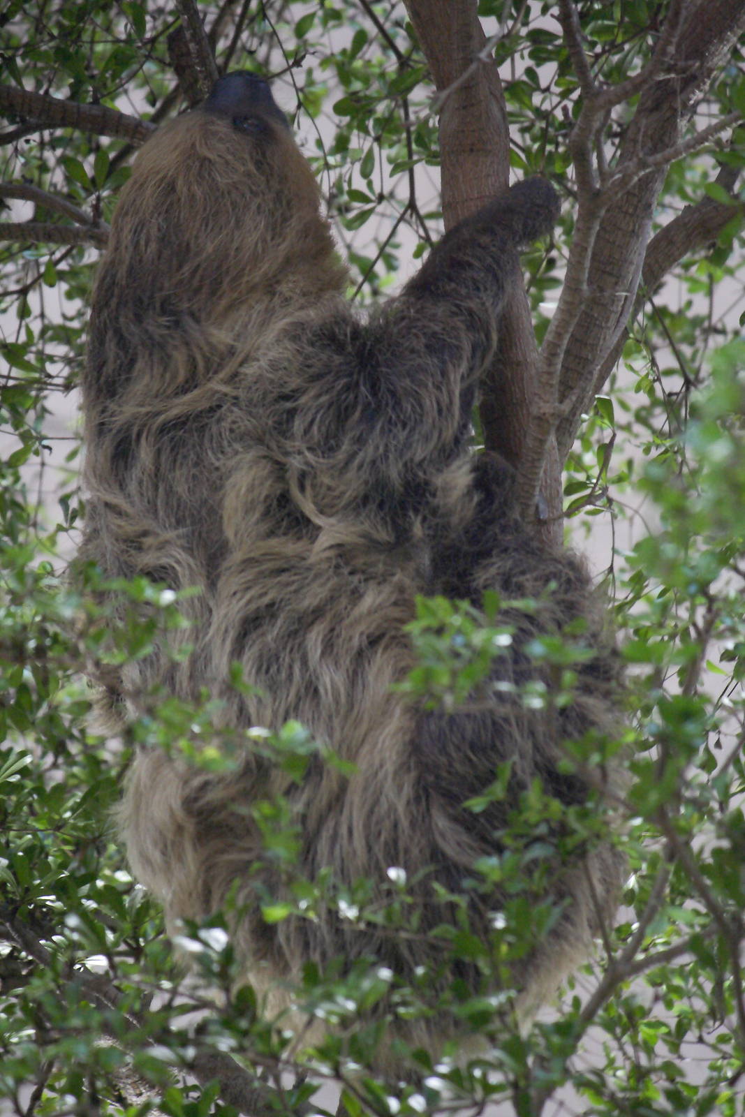 Linnaeus' two-toed sloth
