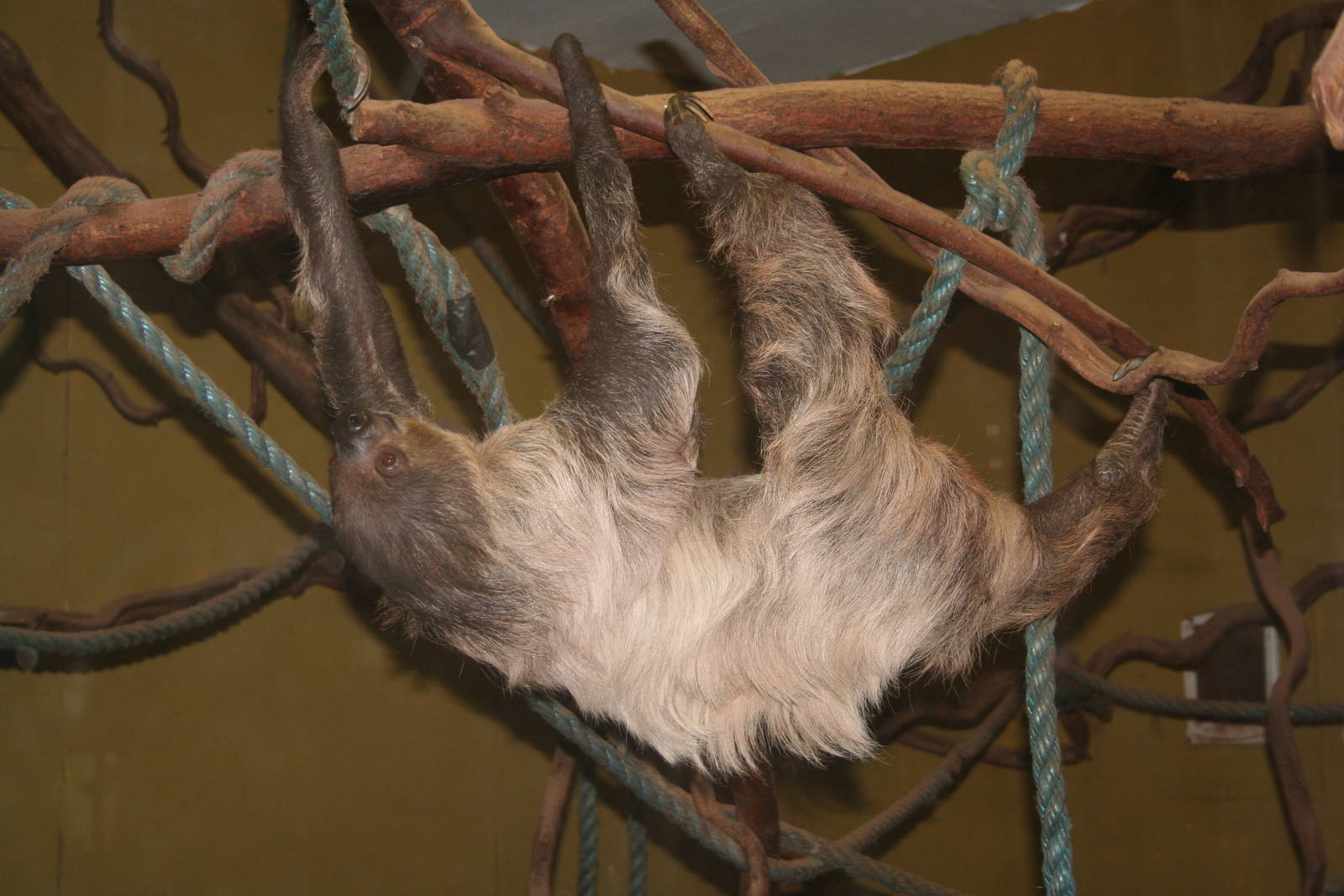 Linnaeus' two-toed sloth